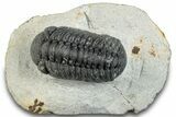 Austerops Trilobite - Ofaten, Morocco #287561-2